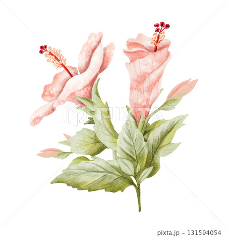 Delicate watercolor hibiscus buds with blooming flower and leaves watercolor illustration isolated on white. Pastel pink tropical plant in botanical style. Hand drawn floral clip art for summer 131594054