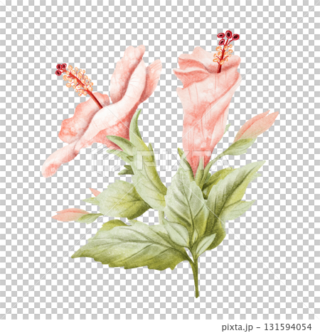 Delicate watercolor hibiscus buds with blooming flower and leaves watercolor illustration isolated on white. Pastel pink tropical plant in botanical style. Hand drawn floral clip art for summer 131594054