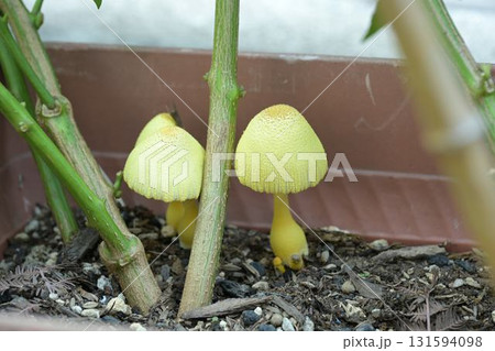 プランターに生えた幸運のキノコ 131594098