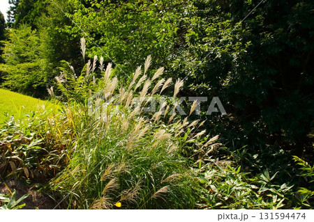 【青森県青森市】野木和公園のすすき 131594474