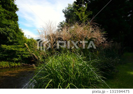 【青森県青森市】野木和公園のすすきと青空と湖 【青森県青森市】野木和公園のすすきと青空と湖 131594475