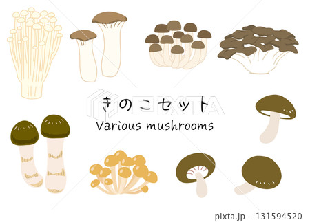 色々なキノコのイラストセット エノキ・エリンギ・シメジ・舞茸・松茸・なめこ・椎茸 色々なキノコのイラストセット エノキ・エリンギ・シメジ・舞茸・松茸・なめこ・椎茸 131594520