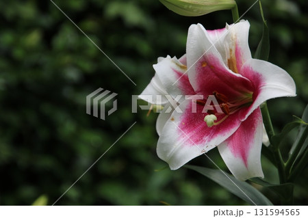 百合の花① 131594565