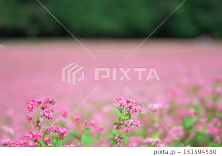 一面に広がる赤そばの花畑 131594580