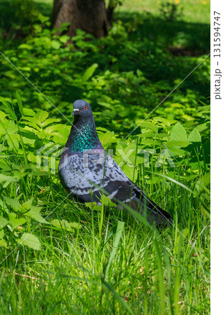 The amazing view of birds 131594747