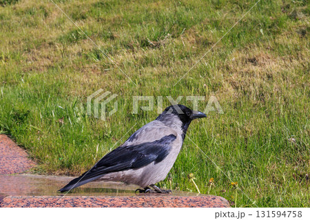 The amazing view of birds The amazing view of birds 131594758