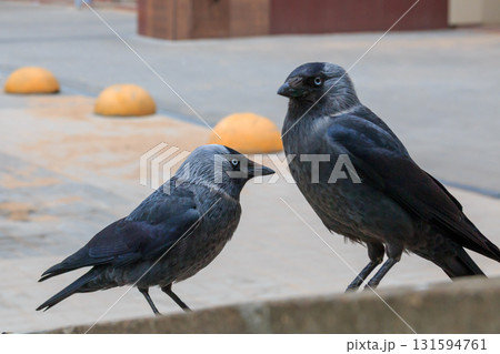 The amazing view of birds 131594761