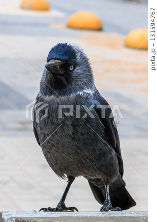 The amazing view of birds 131594767