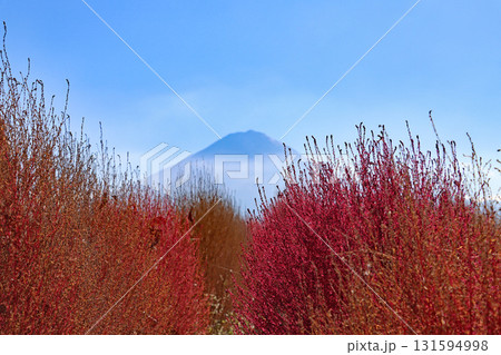 富士山と紅葉したコキア 富士山と紅葉したコキア 131594998