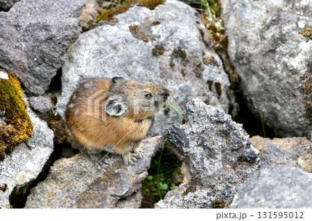 岩の上に草の葉を加えた可愛いナキウサギが現れました 岩の上に草の葉を加えた可愛いナキウサギが現れました 131595012