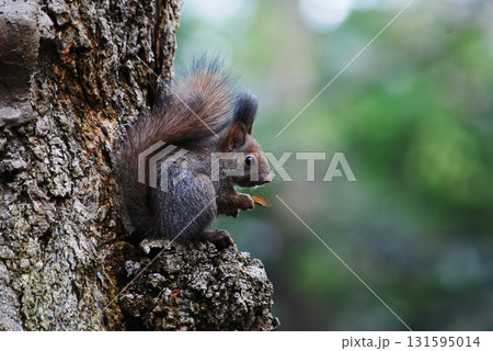 初めて森林に現れたエゾリスの子供 131595014