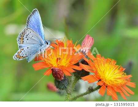 花にとまるヤマトシジミ 131595015