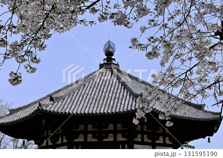 南円堂の桜 131595190