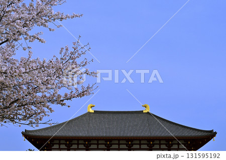 中金堂鴟尾と桜 中金堂鴟尾と桜 131595192