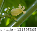 黄緑色のパパイヤの雌花 131595305