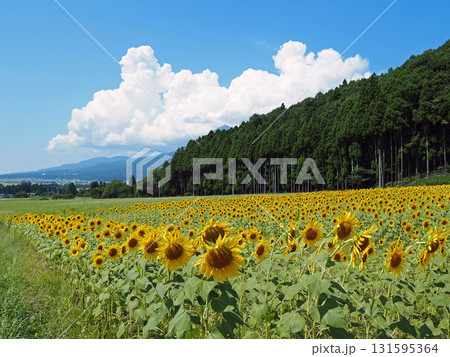 黄色いひまわり畑と青空の白い積乱雲とのコラボレーションが印象的で綺麗だ。 131595364