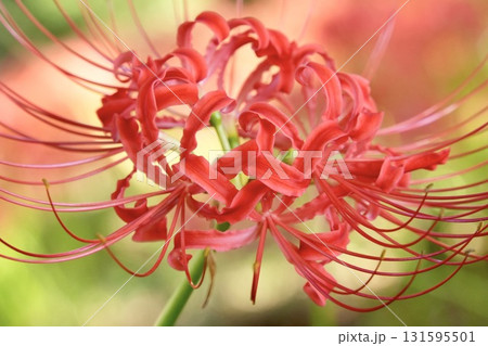 美しい彼岸花 玉ボケ 輝く 美しい彼岸花 玉ボケ 輝く 131595501