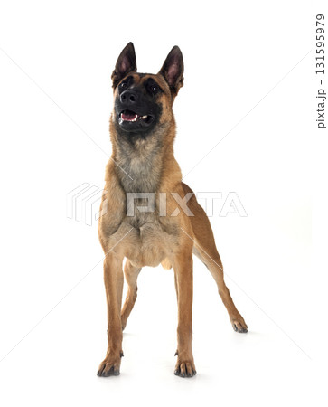 malinois in studio malinois in studio 131595979