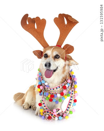 Pembroke Welsh Corgi 131595984