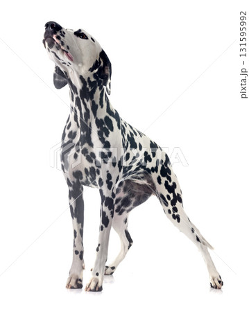 puppy dalmatian in studio 131595992