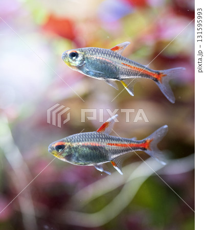Hemigrammus erythrozonus in aquarium 131595993