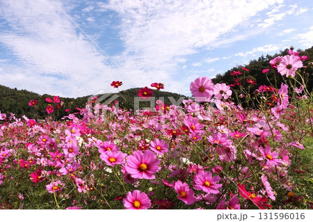 秋の空にコスモスのピンク色が映える 131596016