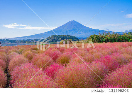 【山梨県】河口湖大石公園　朝露で光るコキアと富士山 131596208