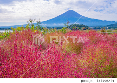 【山梨県】河口湖大石公園 朝露で光るコキアと富士山 【山梨県】河口湖大石公園 朝露で光るコキアと富士山 131596214