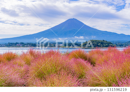 【山梨県】河口湖大石公園 朝露で光るコキアと富士山 【山梨県】河口湖大石公園 朝露で光るコキアと富士山 131596219