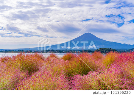 【山梨県】河口湖大石公園　朝露で光るコキアと富士山 131596220