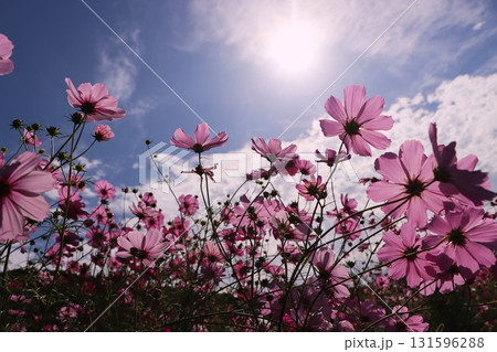 秋の空にコスモスのピンク色が映えるー弐 131596288