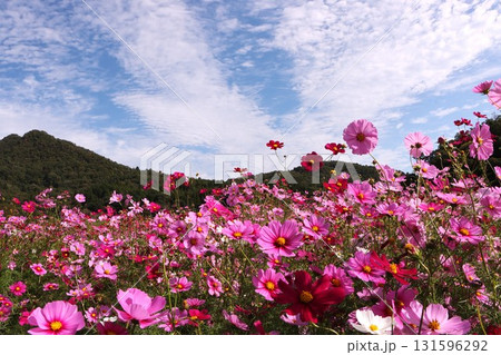 秋の空にコスモスのピンク色が映えるー四 131596292