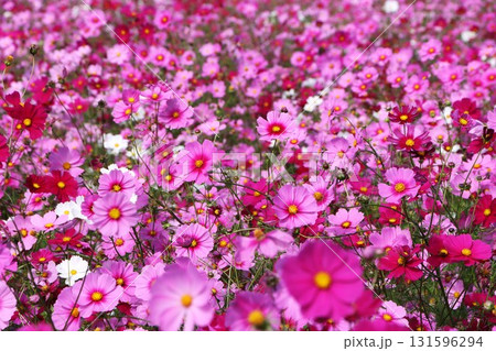 花柄のじゅうたんのようなコスモス畑ー弐 131596294