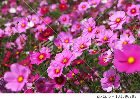 花柄のじゅうたんのようなコスモス畑ー参 131596295