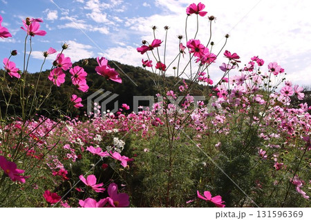 休耕田に花開くコスモスの花 131596369