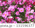 秋の空気を吸って華やかに咲くコスモス 131596377