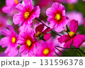 鮮やかな花色が映えるコスモスの花 131596378