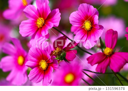 鮮やかな花色が映えるコスモスの花 131596378