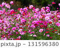里山の休耕田を利用したコスモス畑 131596380