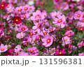 小さな花たちが一生懸命に咲く秋の里山 131596381