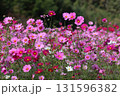 カラフルな花に囲まれて里山も華やか 131596382