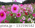 花柄のじゅうたんのようなコスモス畑―五 131596582