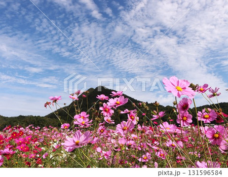 秋の空にコスモスのピンク色が映える－八 131596584