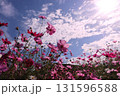 白い雲に包まれているようなコスモスの花 131596588