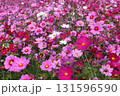 花柄のじゅうたんのようなコスモス畑ー六 131596590