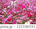 花柄のじゅうたんのようなコスモス畑ー七 131596591