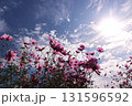 秋の日差しに浮かび上がるピンクのシルエット 131596592