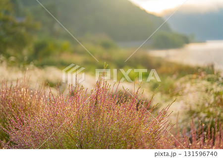 【山梨県】河口湖大石公園　朝の光を浴びて、朝露が光る湖畔のコキア 131596740