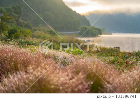 【山梨県】河口湖大石公園　朝の光を浴びて、朝露が光る湖畔のコキア 131596741