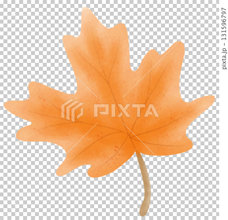 Maple leaf autumn harvest in watercolor style of seasonal thanksgiving for holiday celebration 131596797